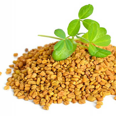 Fenugreek